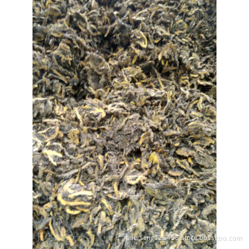 chinese goldthread benefits coptis tincture